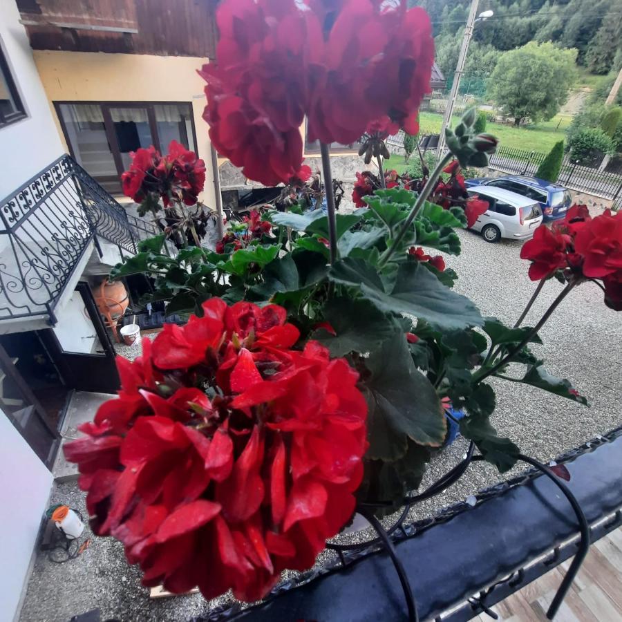 Hotel Casa Dana Olteanu Moeciu De Sus Zewnętrze zdjęcie