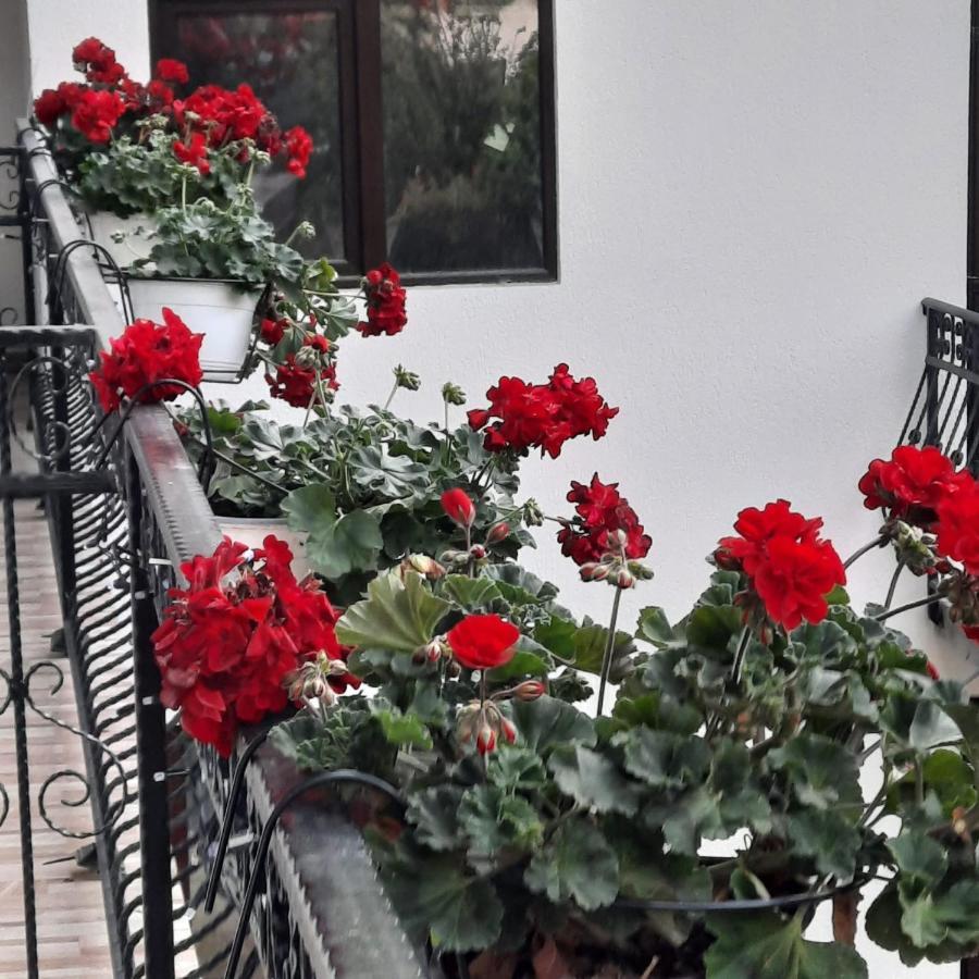 Hotel Casa Dana Olteanu Moeciu De Sus Zewnętrze zdjęcie